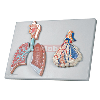 Interlab? Respiratory System, 2Pc